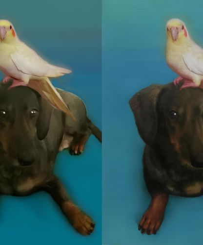 Comparaison photo et peinture d’un chien avec un oiseau